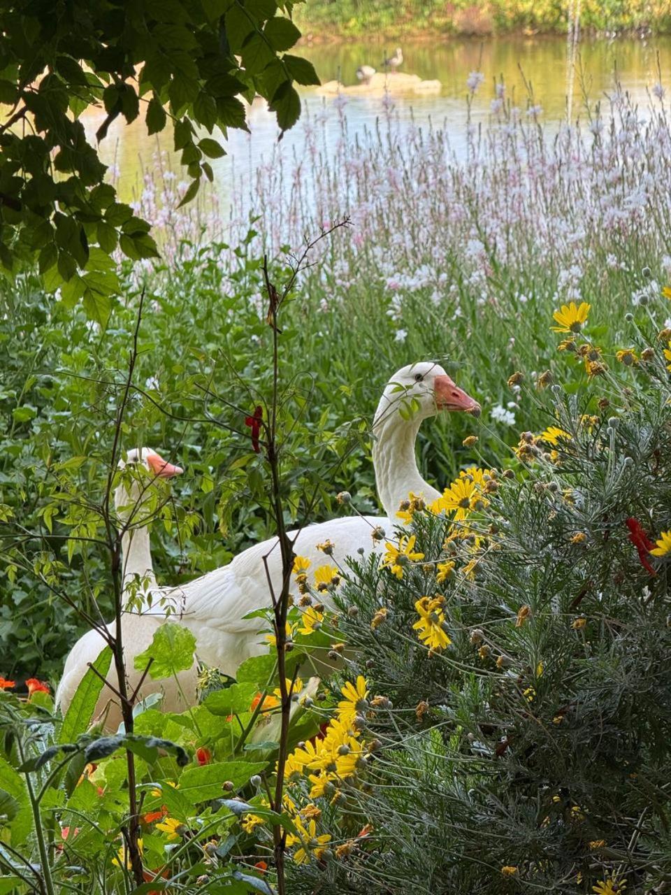 Middelplaas Paarl Guesthouse Zewnętrze zdjęcie